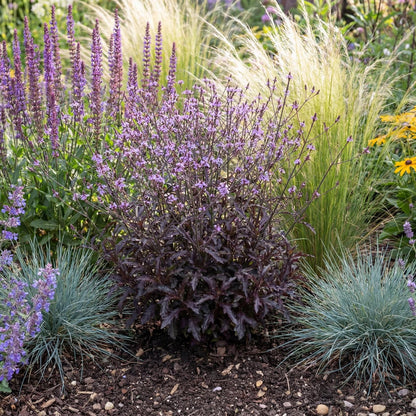Oriental Magic Verbena