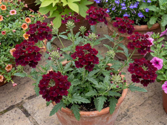 Burgundy Empress Flair Verbena