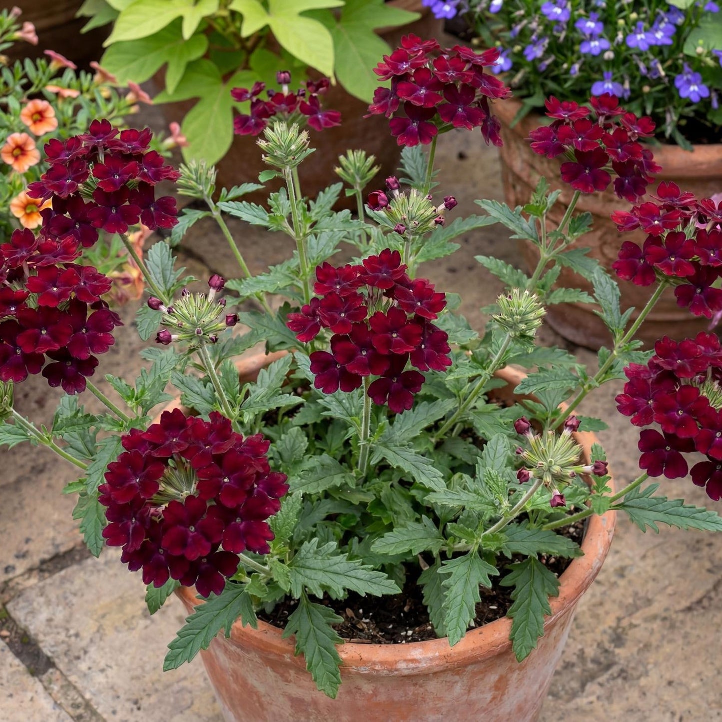Burgundy Empress Flair Verbena