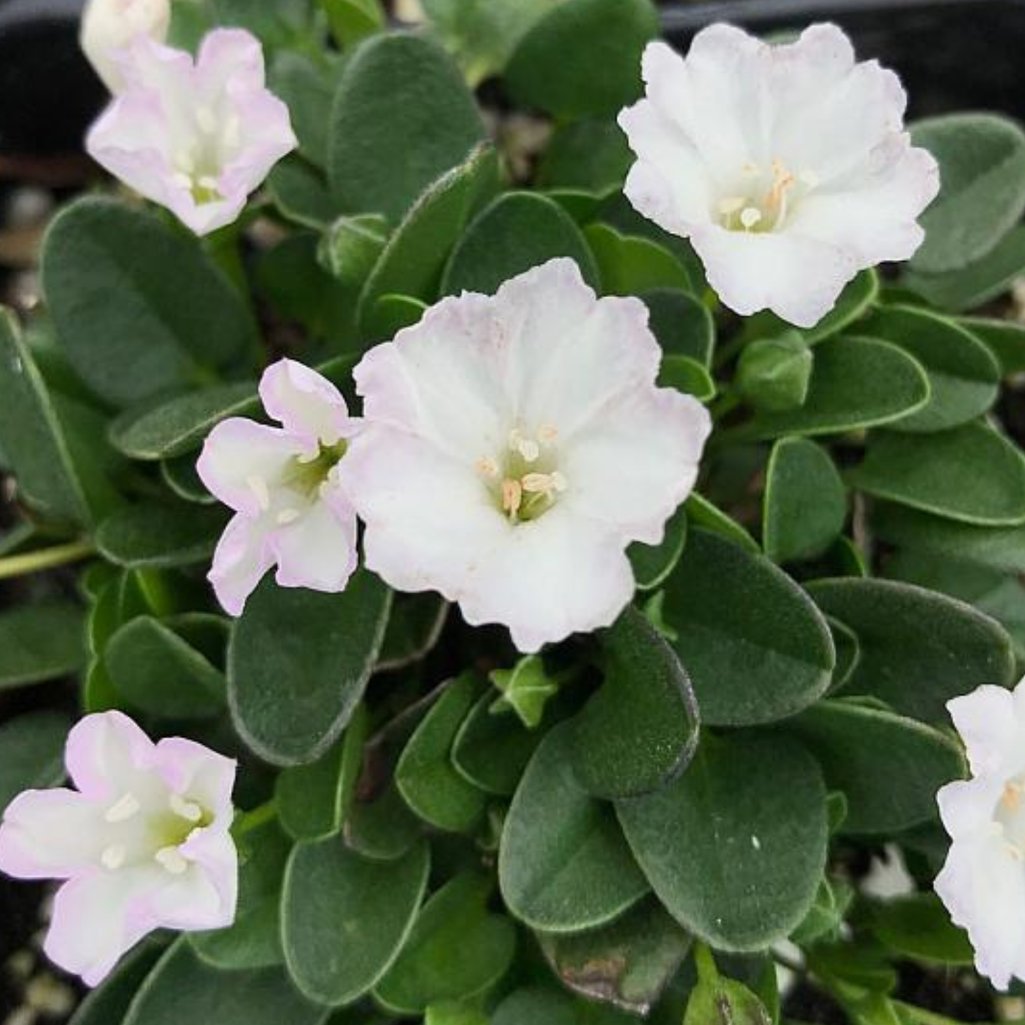 White Floral African Morning Glory Falkia