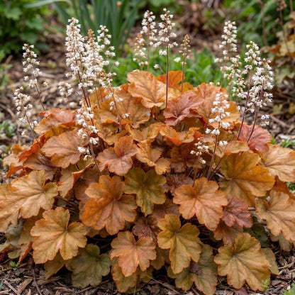 Marmalade Heuchera