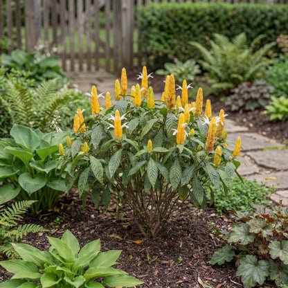 Yellow Shrimp Plant