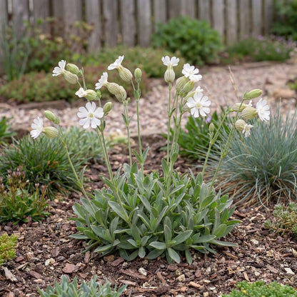 Sea Campion Silene