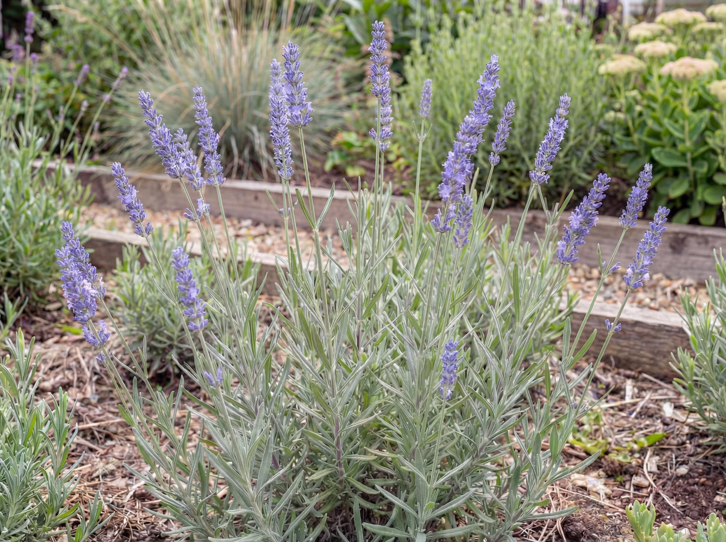Provence Purple Floral Lavender
