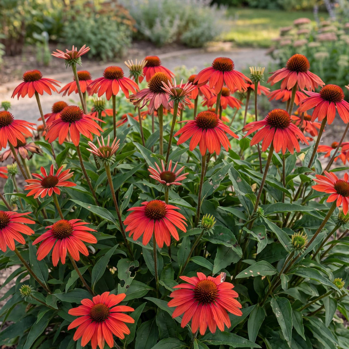 Papaya Coneflower, Echinacea Guatemala series, in a 4-inch pot with red-orange blooms over dark green foliage