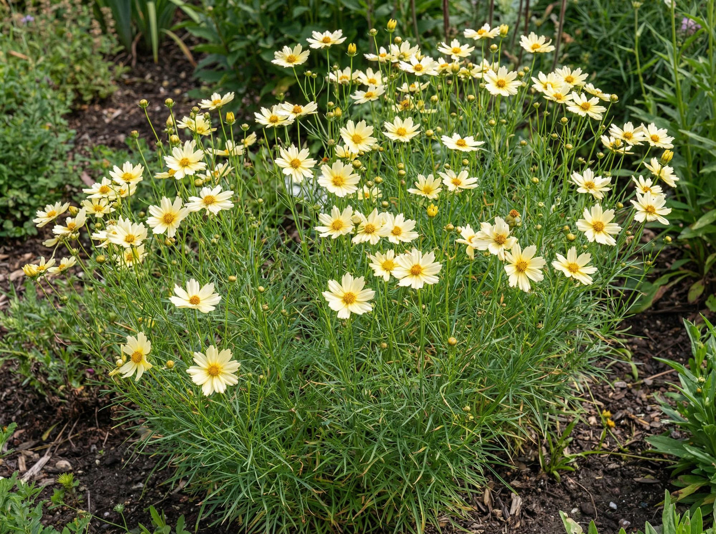 Moonbeam Thread-Leaf Coreopsis