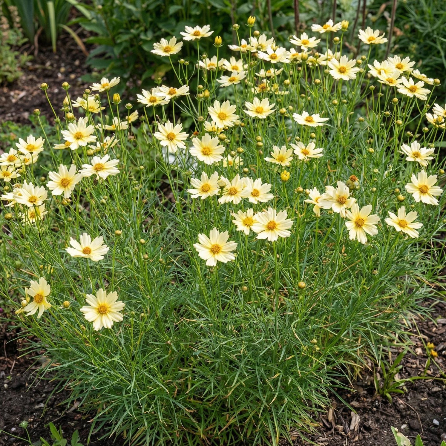 Moonbeam Thread-Leaf Coreopsis in a 4-inch pot, with pale lemon daisies over fine threadlike green foliage.