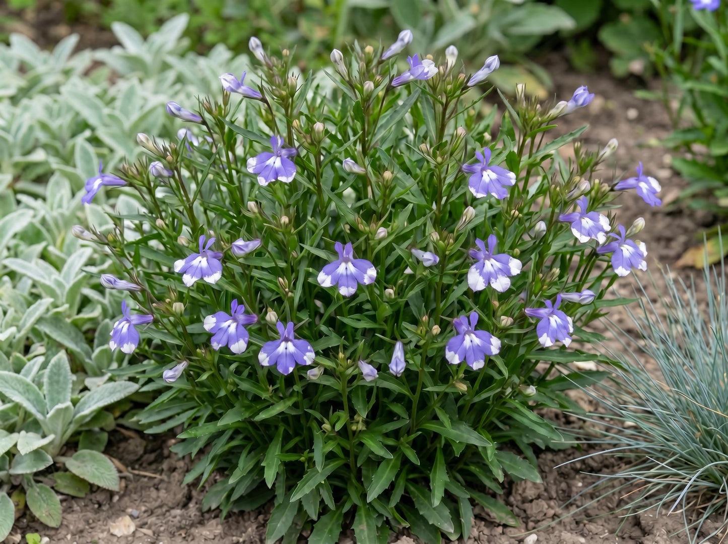 Compact Blue Bay Magadi Lobelia