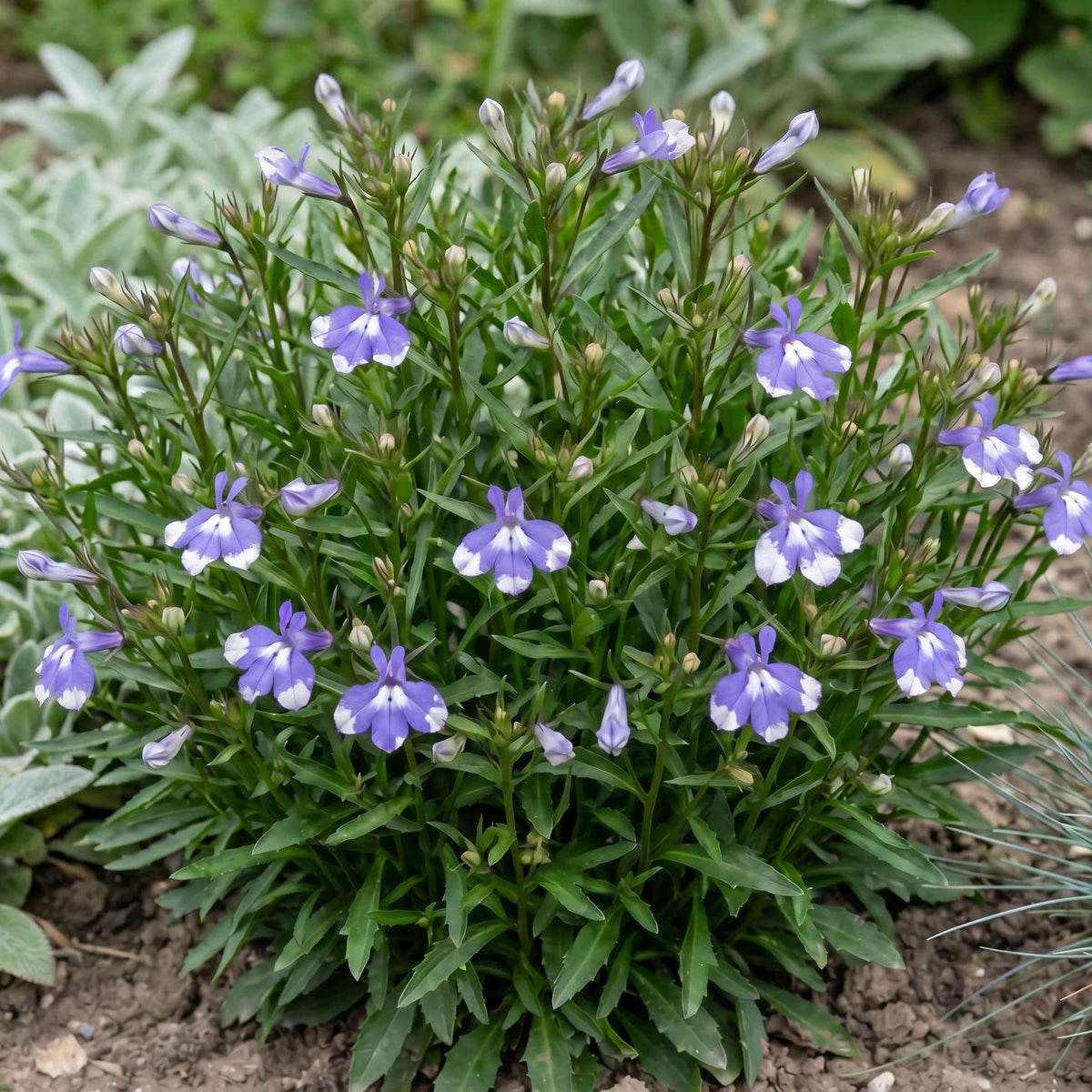 Compact Blue Bay Magadi Lobelia