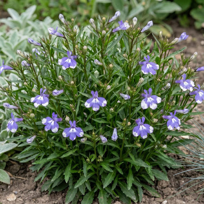 Compact Blue Bay Magadi Lobelia