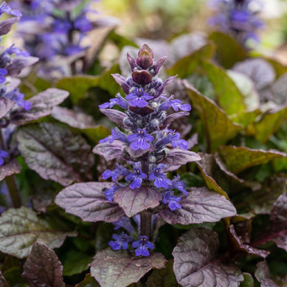 Black Scallop Ajuga