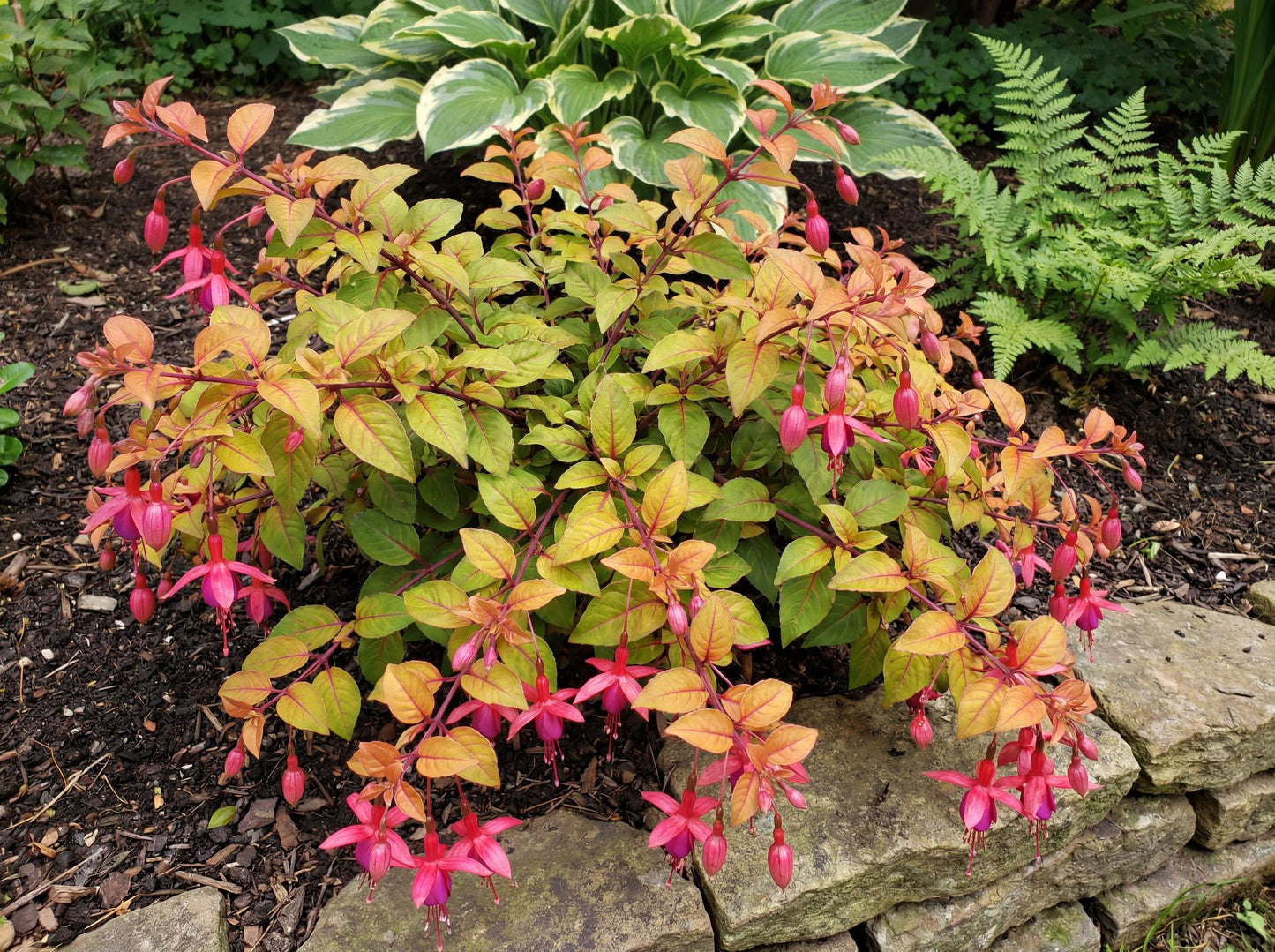 Autumnale Trailing Fuchsia