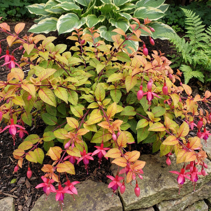 Autumnale Trailing Fuchsia