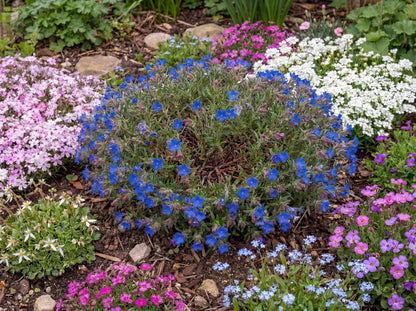 Grace Ward Lithodora