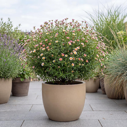 Santa Barbara Daisy (Erigeron)
