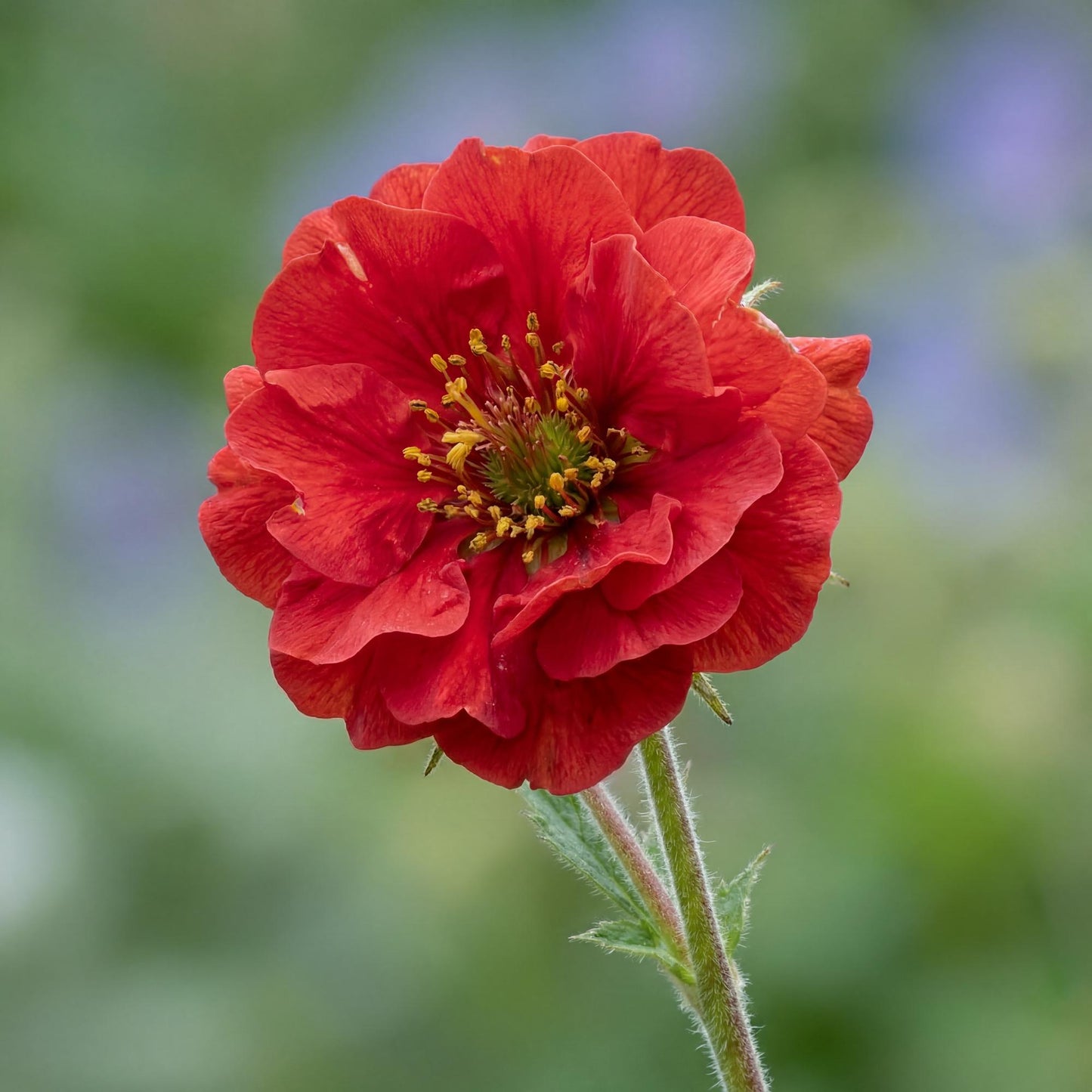 Blazing Sunset Avens