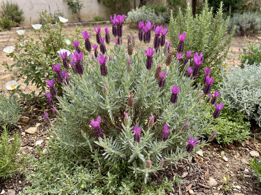 Otto Quast Spanish Lavender