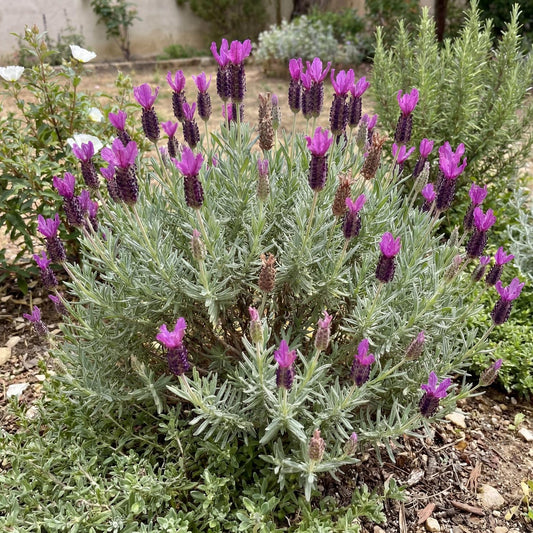 Otto Quast Spanish Lavender