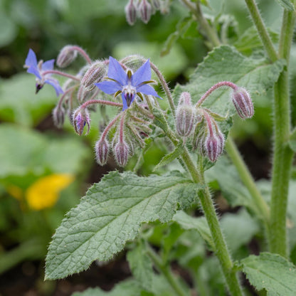 Borage 4"