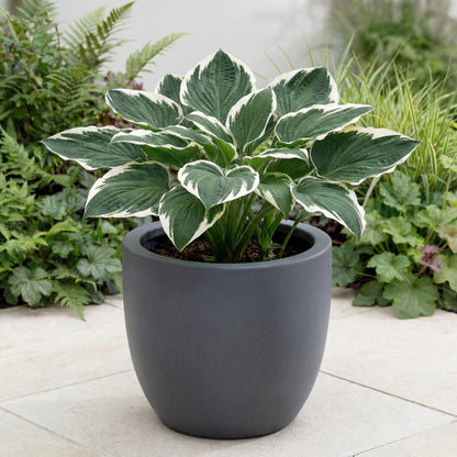 Minuteman Hosta