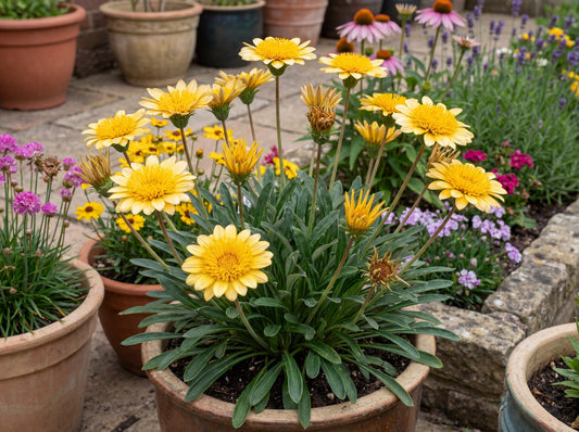 Cremazu SunBathers Gazania