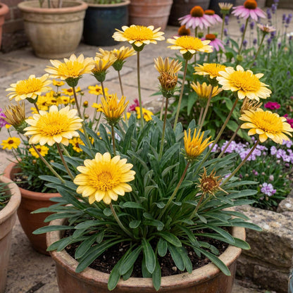 Cremazu SunBathers Gazania
