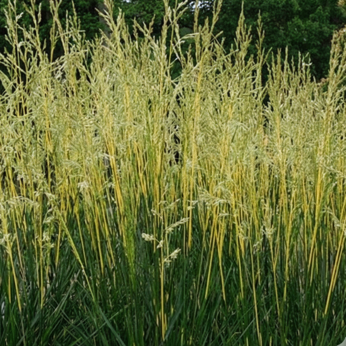 Glow Sticks Tall Fescue