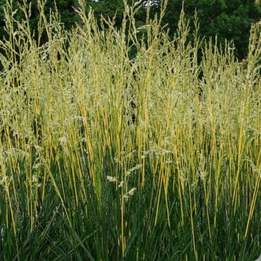 Glow Sticks Tall Fescue