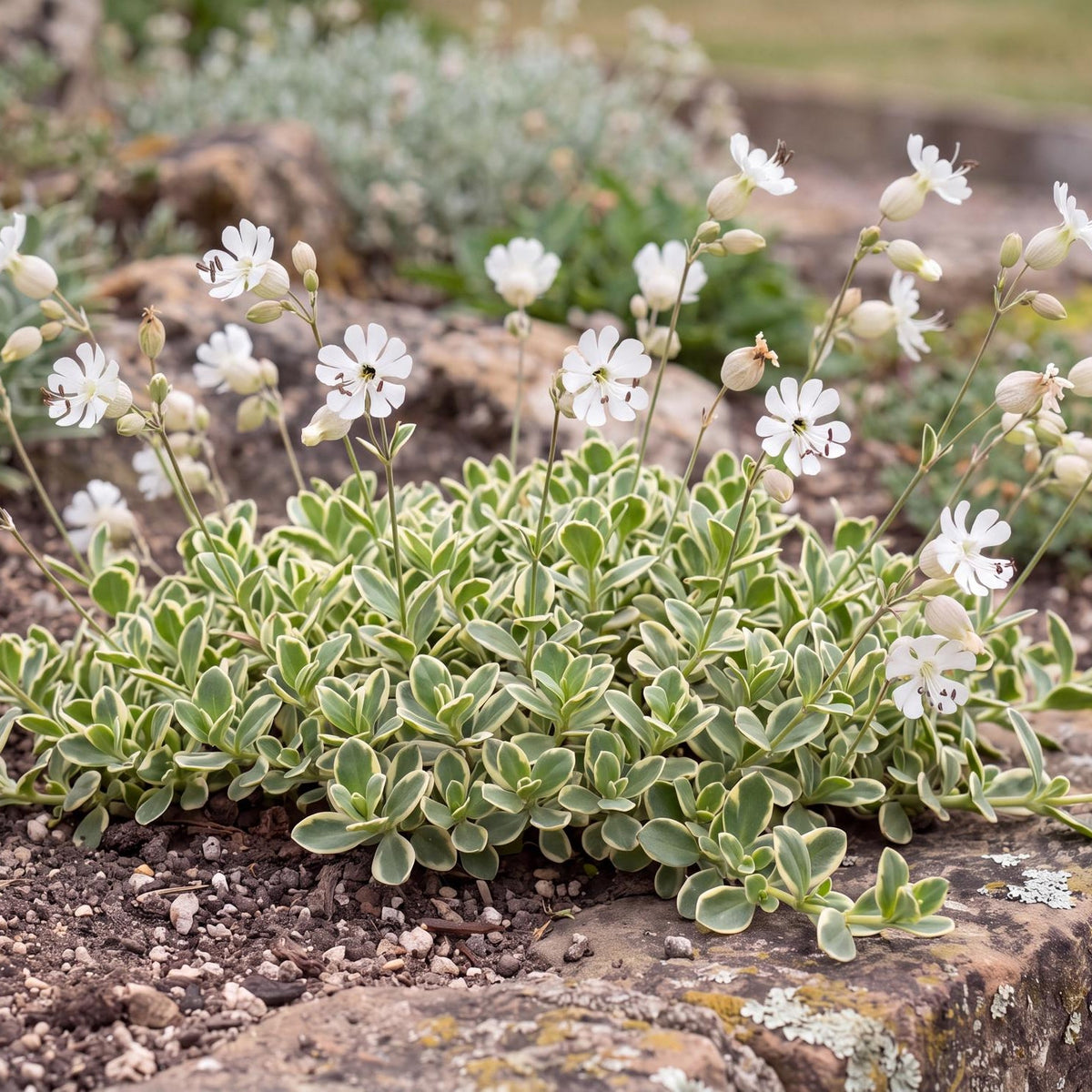 Druett's Variegated Sea Champion in a 4-inch pot, a low ground cover with cream-edged leaves and white flowers