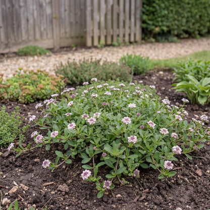 Tesla Lippia spreads well past two feet wide, a California native lawn substitute for paths and slopes