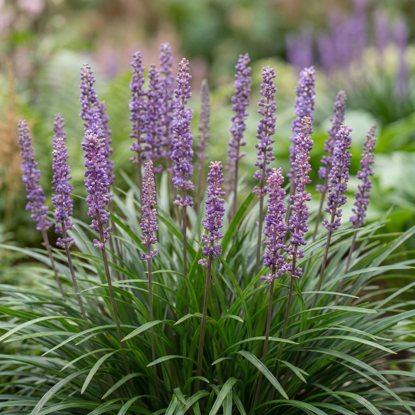 Big Blue Lily Turf