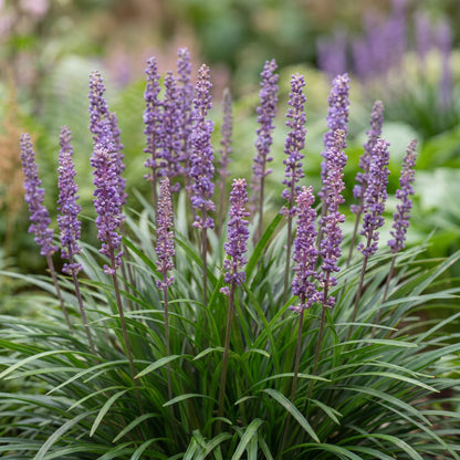Big Blue Lily Turf