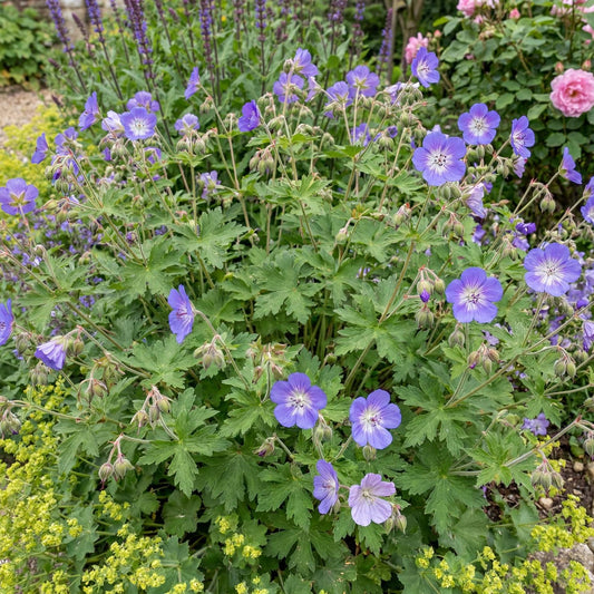 Johnson's Blue Geranium