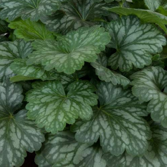 Kira Evergreen Forest Heuchera