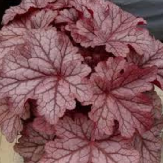 Kira Jersey Heuchera