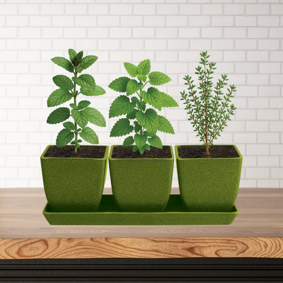 plant pots for kitchen Kitchen Herb Trio – 3 Herbs with Pots & Tray Avocado