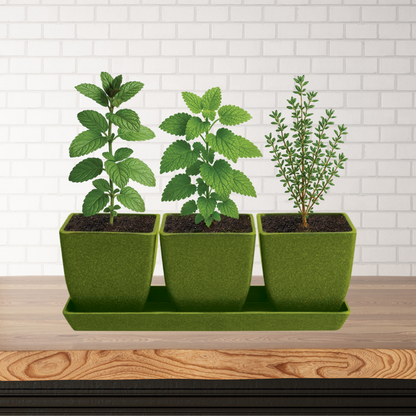 Kitchen Herb Trio