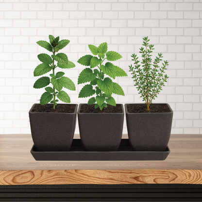 Kitchen Herb Trio