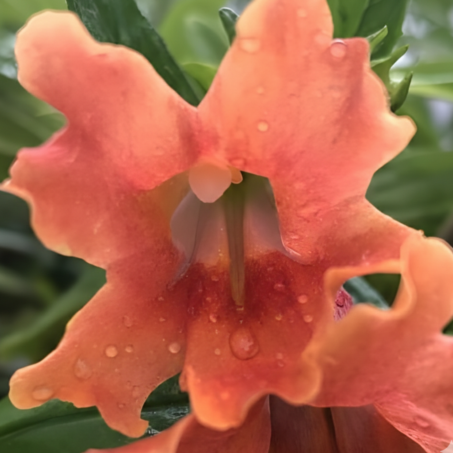 Orange Monkey Flower