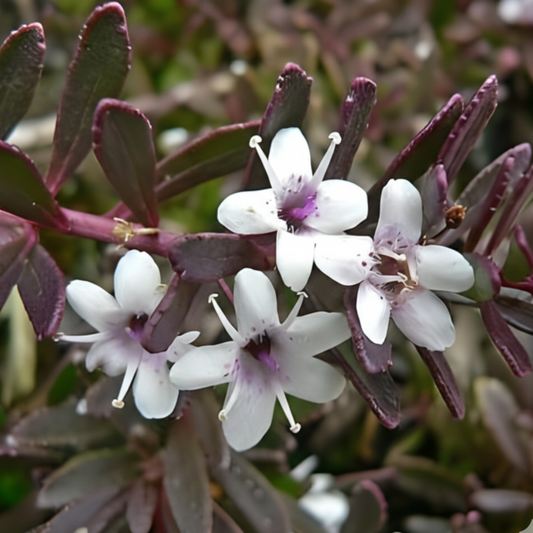 Red Leaf Groundcover Myoporum