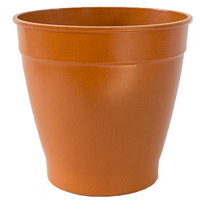 House Plant & Pot