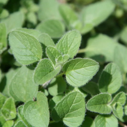 Greek Oregano, 2" plant