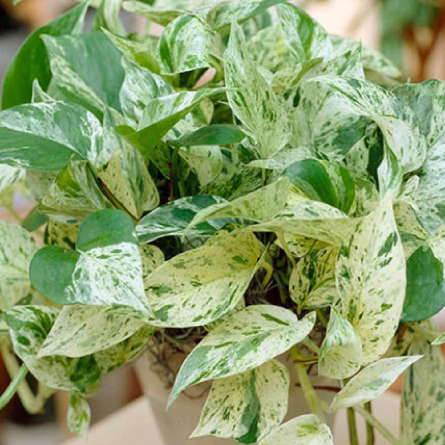 Marble Queen Pothos