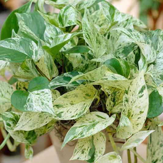 Marble Queen Pothos