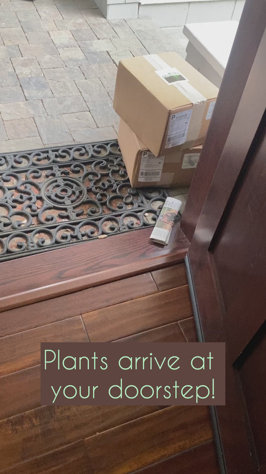 Planting Service for New Planted Wall Customers