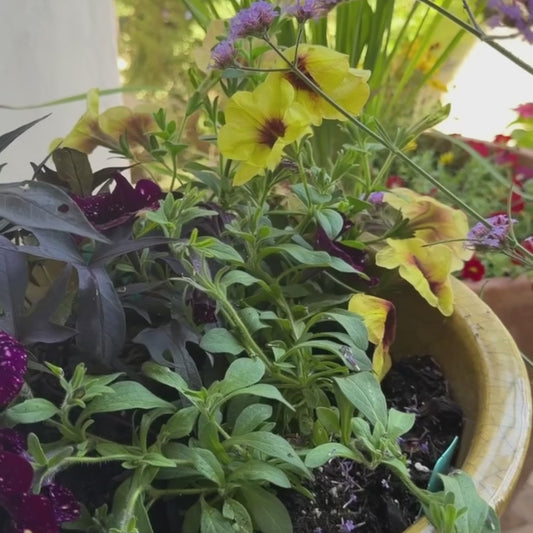 Monthly Floral Box Membership