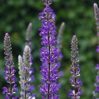 Caramia Meadow Sage