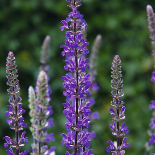 Caramia Meadow Sage