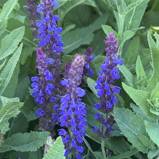 East Friesland Meadow Sage
