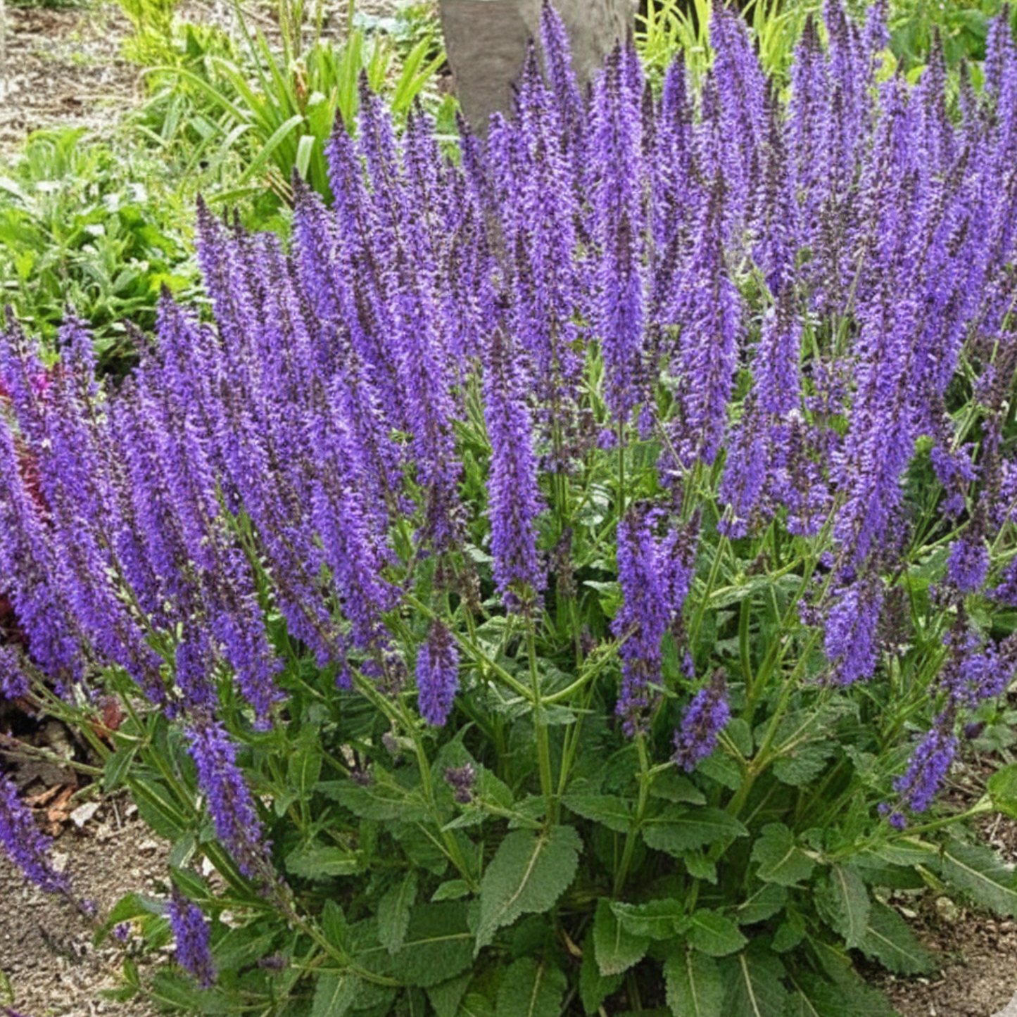 May Night Meadow Sage